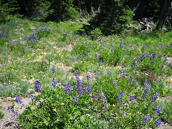 Broadleaf Lupine ?