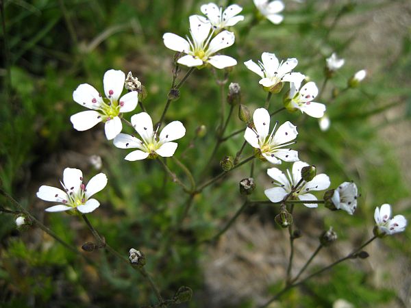 Tolmies Saxifrage
