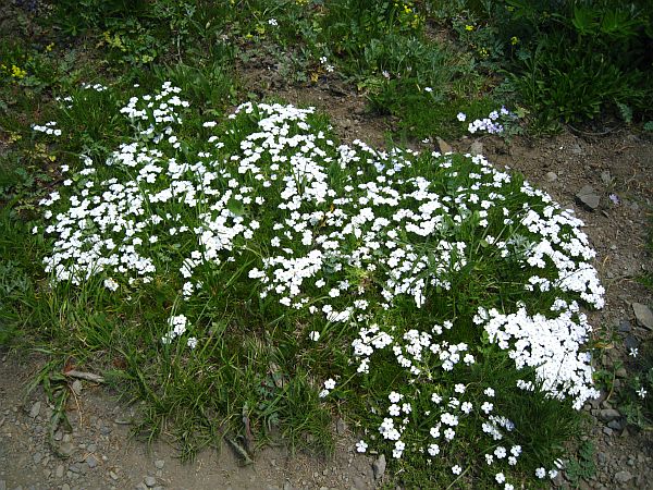 Yarrow