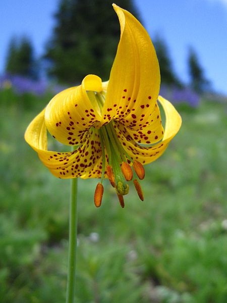 Tiger Lily