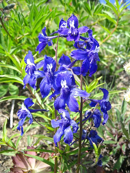 Blaue Blumen mag ich besonders gerne.