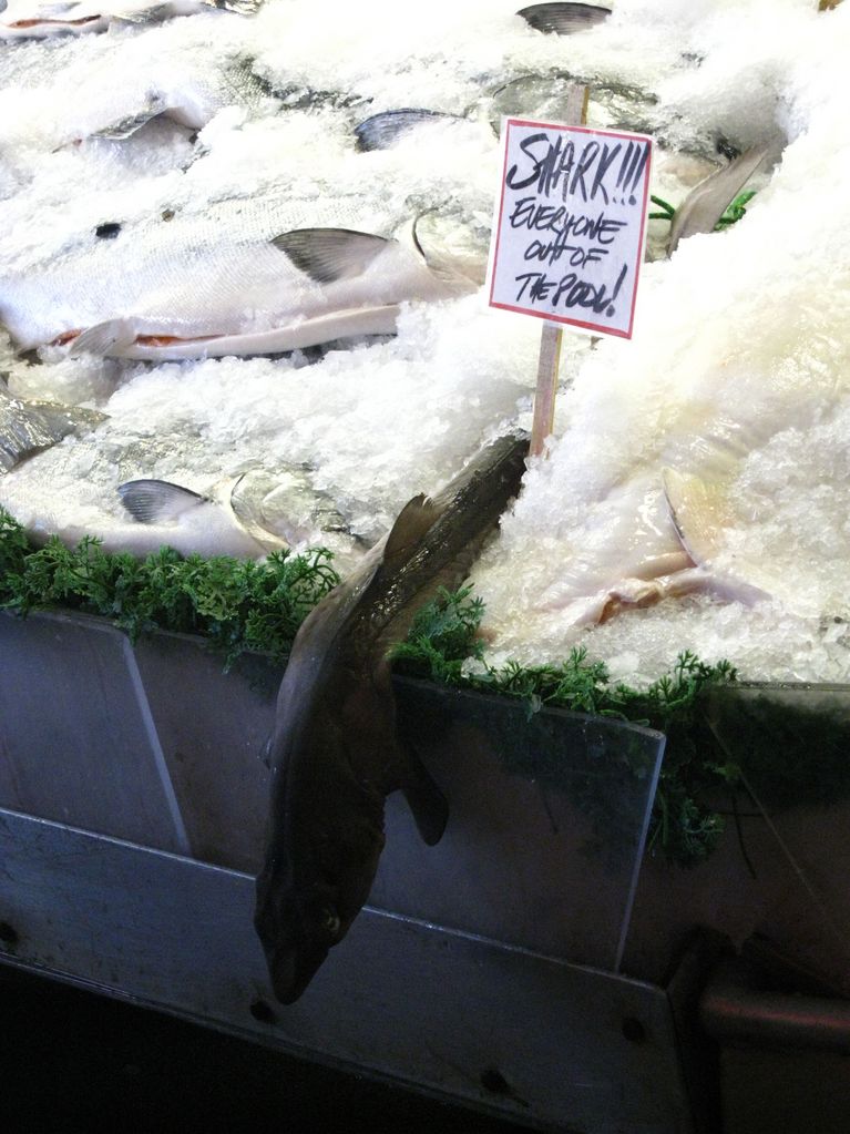 Shark!!! Everyone out of the Pool