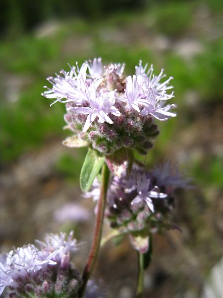 Blümchen Blümchen
