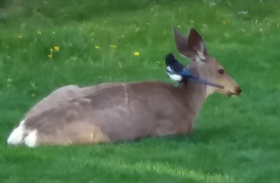 Mule Deer und Blue Jay