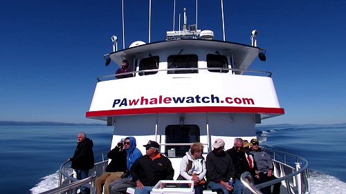PAwhalewatch.com PAwhalewatch.com