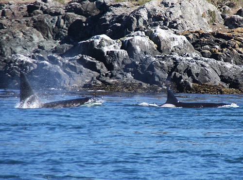 Whale watching. Whale watching.