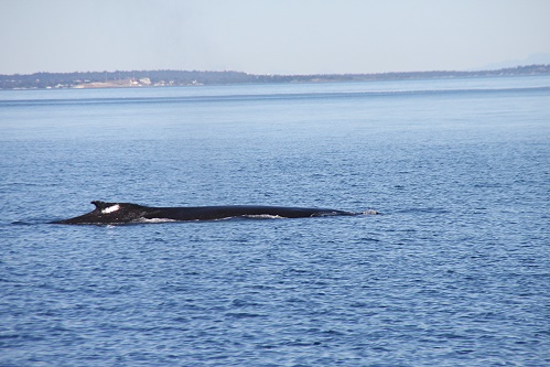 Whale watching. Whale watching.
