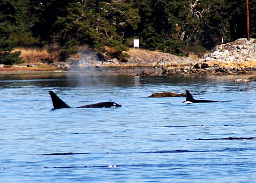 Whale watching. Whale watching.
