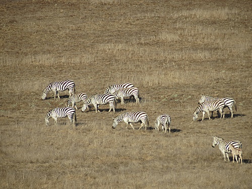 Zebras irgendwo in der Nhe des Hearst Castle