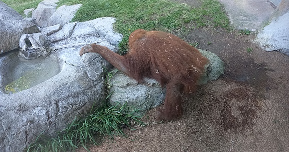 San Diego Zoo