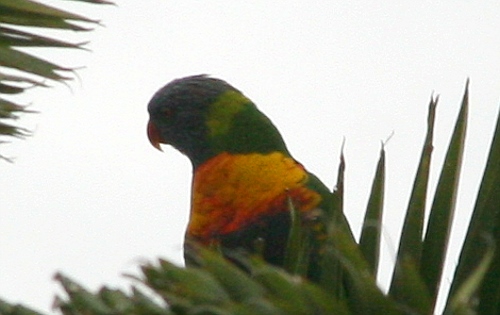 Einer der vielen freifliegenden Papageien