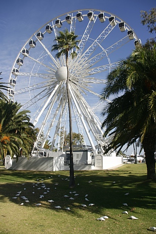 Wheel of Perth 