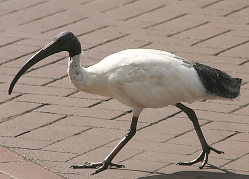 Ein australischer Ureinwohner - ein Ibis Ein australischer Ureinwohner - ein Ibis