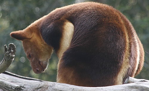 Goodfellow’s Tree Kangaroo Goodfellow’s Tree Kangaroo