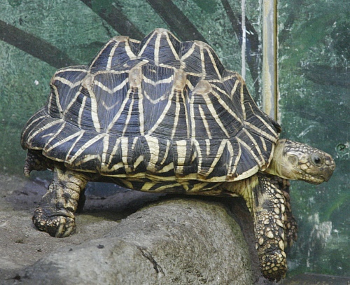 merkwürdige Schildkröte merkwürdige Schildkröte