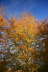 Indian Summer 2006 in Bochum 