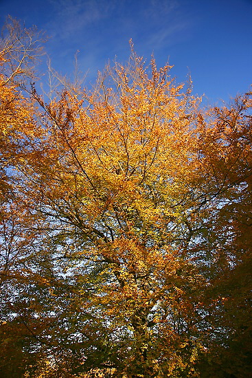 Indian Summer 2006 in Bochum 