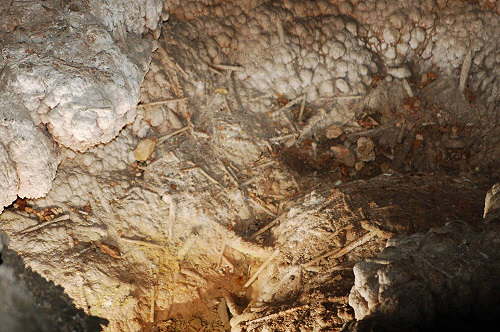 Carlsbad Caverns