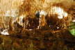 Carlsbad Caverns