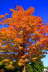 Indian Summer 2007
