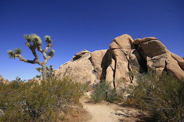 Joshua Tree National Park