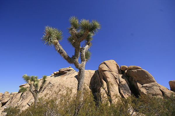 Joshua Tree National Park