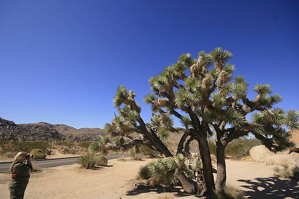 Joshua Tree National Park