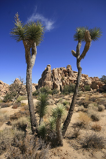 Joshua Tree National Park