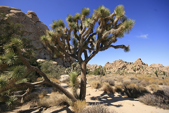 Joshua Tree National Park