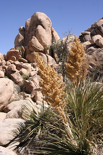 Joshua Tree National Park