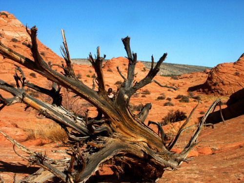 North Coyote Buttes