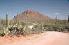 saguaro01