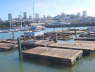 Pier 39