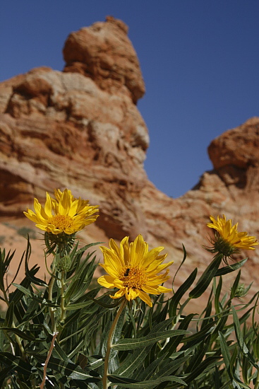 South Coyote Buttes