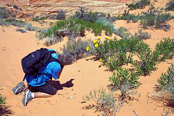 South Coyote Buttes