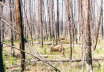 Yellowstone