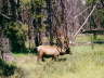 Yellowstone