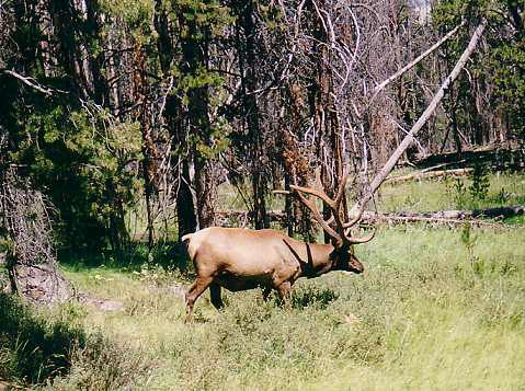 Yellowstone