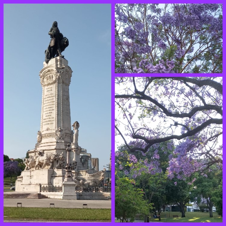 Jacaranda-Bäume