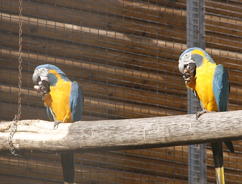 Papageien im Loro Parque