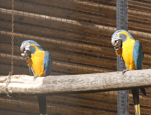 Papageien im Loro Parque Papageien im Loro Parque