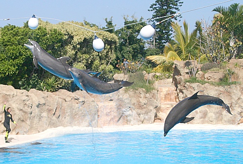 Die Delfine waren samt ihrer Trainer professionell