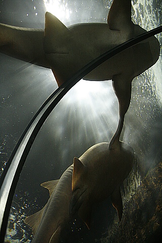 Loro Parque Aquarium