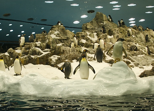 Pinguinarium Pinguinarium
