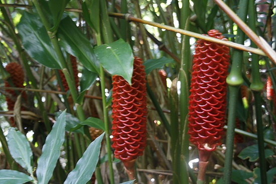Lyon Arboretum