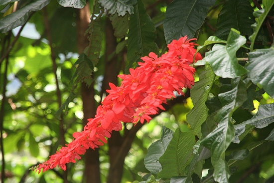 Lyon Arboretum