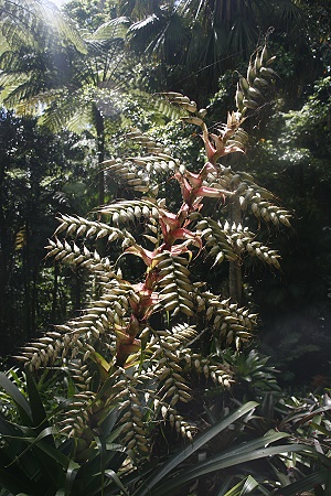 Lyon Arboretum