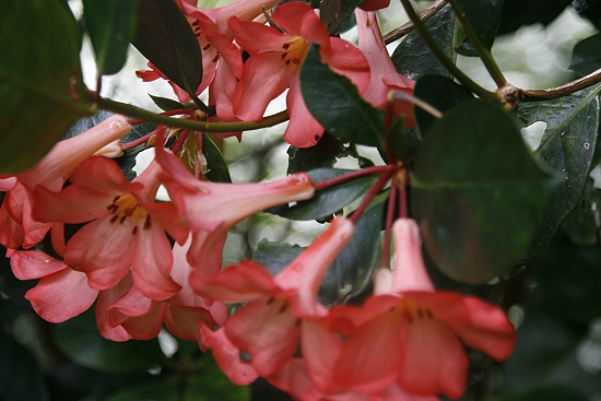 Lyon Arboretum