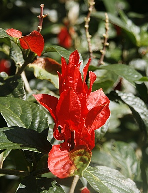 Lyon Arboretum