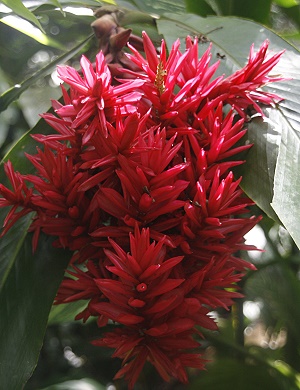 Lyon Arboretum